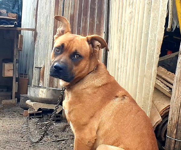 CHICCO 18 MESI Taglia grande Foto 4